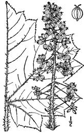 Devil's club, Oplopanax horridus. Botanical plate: Oplopanax horridus BB-1913