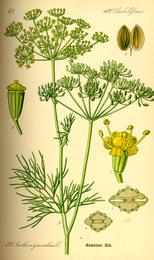 Dill, Anethum graveolens. Botanical plate: Illustration Anethum graveolens0