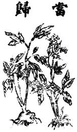 Dong quai, Angelica sinensis. Botanical plate: Angelica sinensis Bild
