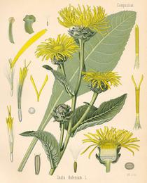Elecampane, Inula helenium. Botanical plate: Köhler Inula 1887