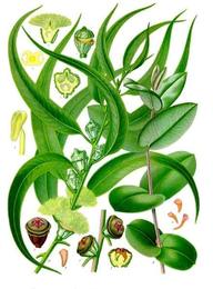 Eucalyptus, Eucalyptus globulus. Botanical plate: Eucalyptus globulus - Köhler–s Medizinal-Pflanzen-147