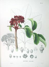 Evodia (wu zhu yu), Tetradium ruticarpum. Botanical plate: Rutaceae sp SZ21