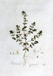 Eyebright, Euphrasia officinalis. Botanical plate: Euphrasia officinalis — Flora Batava — Volume v2