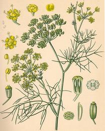 Fennel, Foeniculum vulgare. Botanical plate: Köhler Foeniculum