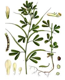 Fenugreek, Trigonella foenum-graecum. Botanical plate: Trigonella foenum-graecum - Köhler–s Medizinal-Pflanzen-273