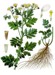 Feverfew, Tanacetum parthenium. Botanical plate: Tanacetum parthenium - Köhler–s Medizinal-Pflanzen-036