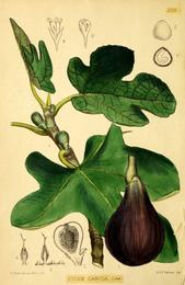 Fig, Ficus carica. Botanical plate: Bentley und Trimen Ficus