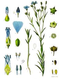 Flaxseed, Linum usitatissimum. Botanical plate: Linum usitatissimum - Köhler–s Medizinal-Pflanzen-088