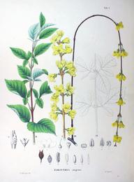 Forsythia, Forsythia suspensa. Botanical plate: Forsythia suspensa SZ3