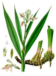 Galangal, Alpinia galanga. Botanical plate: Alpinia officinarum - Köhler–s Medizinal-Pflanzen-156