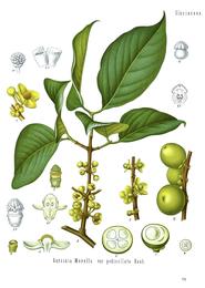 Garcinia cambogia, Garcinia gummi-gutta. Botanical plate: Garcinia morella - Köhler–s Medizinal-Pflanzen-063