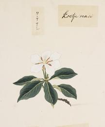 Gardenia fruit, Gardenia jasminoides. Botanical plate: Naturalis Biodiversity Center - RMNH.ART.846 - Gardenia augusta - Kawahara Keiga - 1823 - 