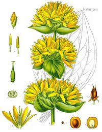 Gentian, Gentiana lutea. Botanical plate: Gentiana lutea - Köhler–s Medizinal-Pflanzen-066