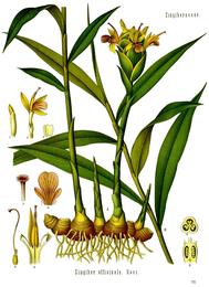 Ginger, Zingiber officinale. Botanical plate: Zingiber officinale - Köhler–s Medizinal-Pflanzen-146