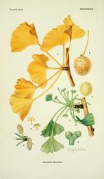 Ginkgo, Ginkgo biloba. Botanical plate: Addisonia (PLATE 362) - colored illustrations and popular descriptions of plants (1916-(19