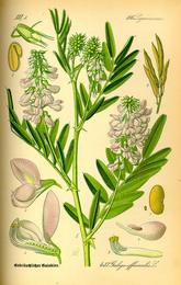 Goat's rue, Galega officinalis. Botanical plate: Illustration Galega officinalis0