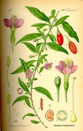 Goji berry, Lycium barbarum. Botanical plate: Illustration Lycium barbarum0