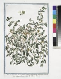 Gokshura (puncture vine), Tribulus terrestris. Botanical plate: Tribulus terrestris ciceris folio Seminum intefgumento aculeato - Tribolo terrestre - La C