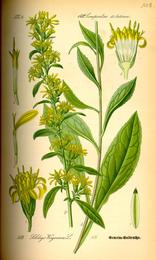 Goldenrod, Solidago virgaurea. Botanical plate: Illustration Solidago virgaurea0