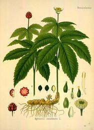 Goldenseal, Hydrastis canadensis. Botanical plate: Köhler's Medizinal-Pflanzen in naturgetreuen Abbildungen mit kurz erläuterndem Texte (Plat