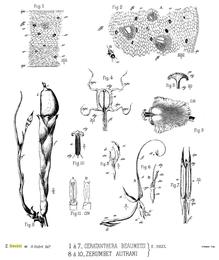 Grains of paradise, Aframomum melegueta. Botanical plate: Heckel-1891-dadigo (Aframomum exscapum)--Zerumbet autrani (Aframomum melegueta)-pl.3