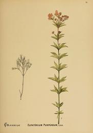 Gravel root, Eutrochium purpureum. Botanical plate: American medicinal plants (Plate 78) (6025412987)