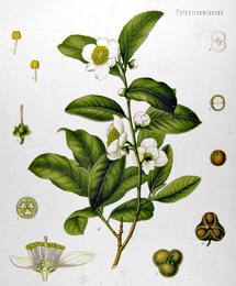 Green tea & matcha, Camellia sinensis. Botanical plate: Camellia sinensis - Köhler–s Medizinal-Pflanzen-025