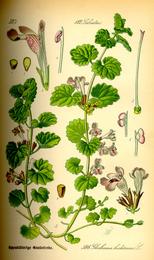 Ground ivy, Glechoma hederacea. Botanical plate: Illustration Glechoma hederacea0