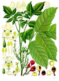 Guarana, Paullinia cupana. Botanical plate: Paullinia cupana - Köhler–s Medizinal-Pflanzen-234