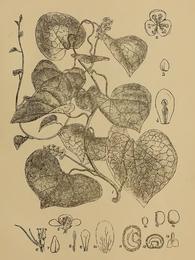 Guduchi (giloy), Tinospora cordifolia. Botanical plate: Indian Medicinal Plants - Plate 35 - Tinospora cordifolia