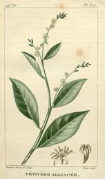 Guinea hen weed, Petiveria alliacea. Botanical plate: Flore médicale des Antilles, ou, Traité des plantes usuelles (Pl. 374) (7795752696)