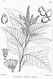 Haritaki, Terminalia chebula. Botanical plate: Terminalia chebola Bra29