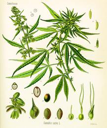 Hemp seeds, Cannabis sativa (seed). Botanical plate: Cannabis sativa (Köhler)