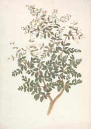 Henna, Lawsonia inermis. Botanical plate: James Bruce - Lawsonia inermis L (Henna), finished drawing of a flowering leafy shoot - B1
