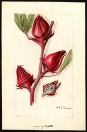 Hibiscus, Hibiscus sabdariffa. Botanical plate: Pomological Watercolor POM00007234