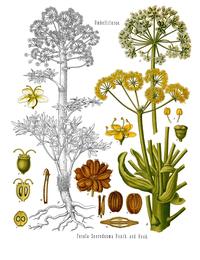 Hing, Ferula assa-foetida. Botanical plate: Ferula assa-foetida - Köhler–s Medizinal-Pflanzen-061