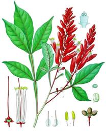 Hombre grande, Quassia amara. Botanical plate: Quassia amara - Köhler–s Medizinal-Pflanzen-117