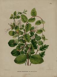 Honeysuckle flower, Lonicera japonica. Botanical plate: WitteHeinrichFlora1868-004-Lonicera brachypoda