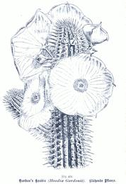 Hoodia, Hoodia gordonii. Botanical plate: Hoodia gordonii GS431