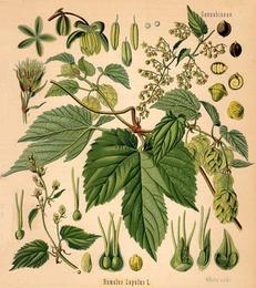 Hops, Humulus lupulus. Botanical plate: Köhler Humulus