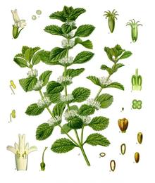 White horehound, Marrubium vulgare. Botanical plate: Marrubium vulgare - Köhler–s Medizinal-Pflanzen-224