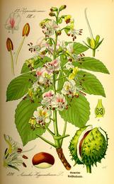 Horse chestnut, Aesculus hippocastanum. Botanical plate: Illustration Aesculus hippocastanum0