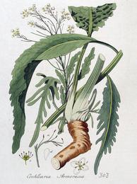 Horseradish, Armoracia rusticana. Botanical plate: Cochlearia armoracia — Flora Batava — Volume v4
