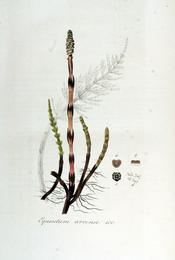 Horsetail, Equisetum arvense. Botanical plate: Equisetum arvense — Flora Batava — Volume v5