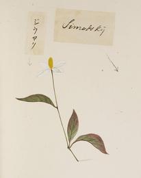 Houttuynia, Houttuynia cordata. Botanical plate: Naturalis Biodiversity Center - RMNH.ART.760 - Houttuynia cordata - Yūshi Ishizaki - Cock 