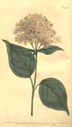 Hydrangea root, Hydrangea arborescens. Botanical plate: The Botanical Magazine, Plate 437 (Volume 13, 1799)