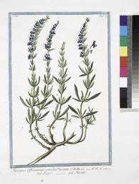 Hyssop, Hyssopus officinalis. Botanical plate: Hyssopus Officinarum coerulea, seu spicata - Isopo - Hisope (NYPL b14444147-1125211)