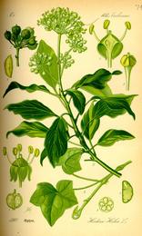 Ivy leaf, Hedera helix. Botanical plate: Illustration Hedera helix0