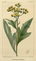 Jackass bitters, Neurolaena lobata. Botanical plate: Flore médicale des Antilles, ou, Traité des plantes usuelles (Pl. 363) (7795739252)