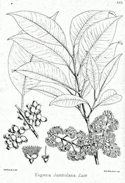 Jamun seed, Syzygium cumini. Botanical plate: Syzygium cumini Bra30